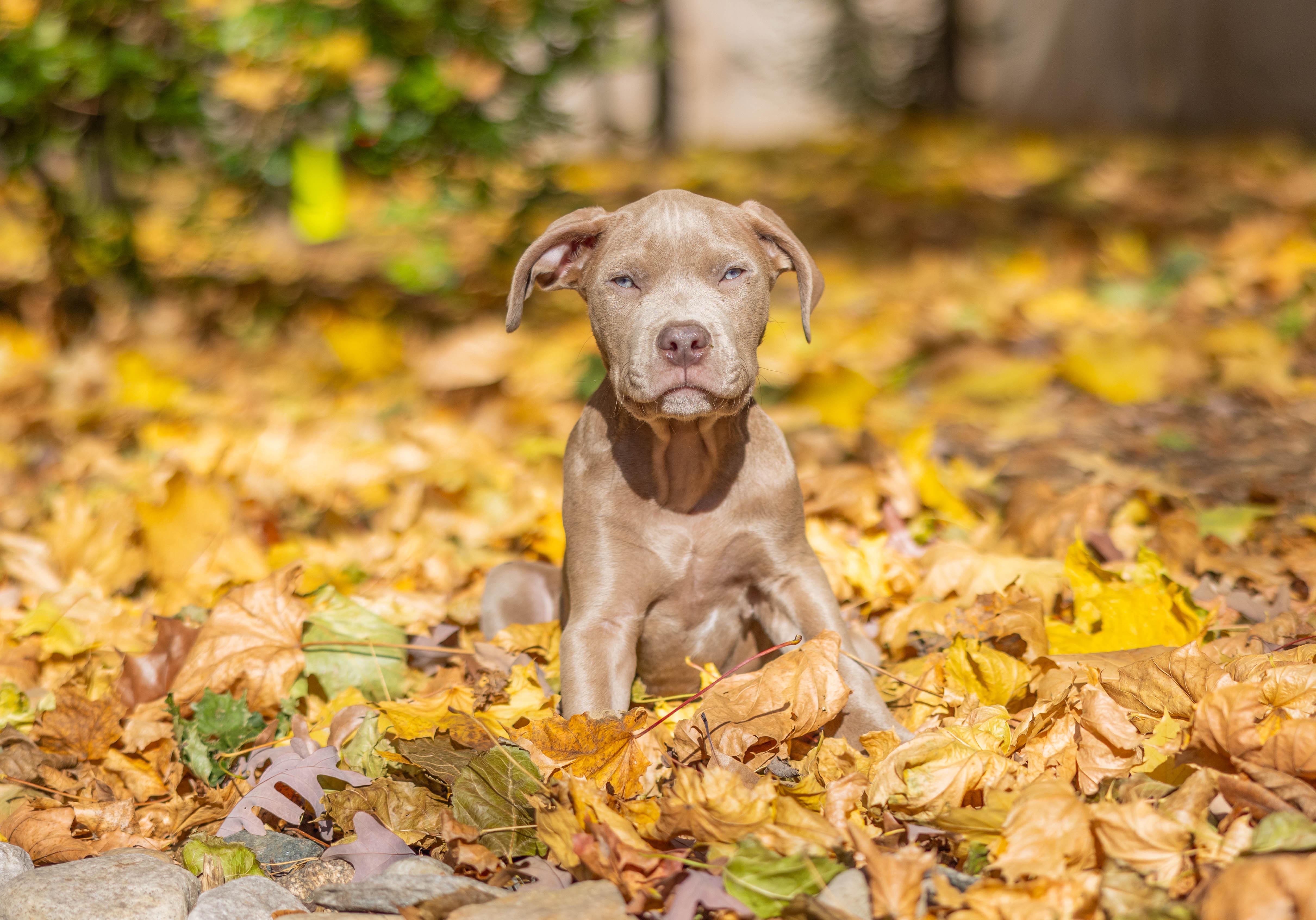 A puppy named Raffe sitting in some leaves